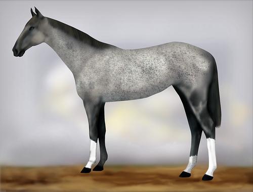 Horse Image