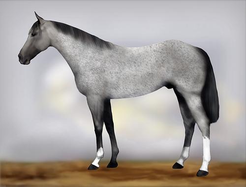 Horse Image