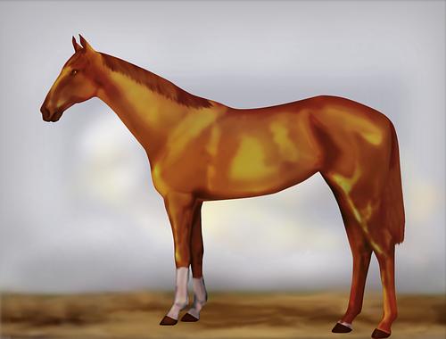 Horse Image