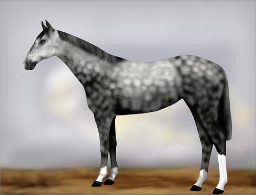 Horse Image