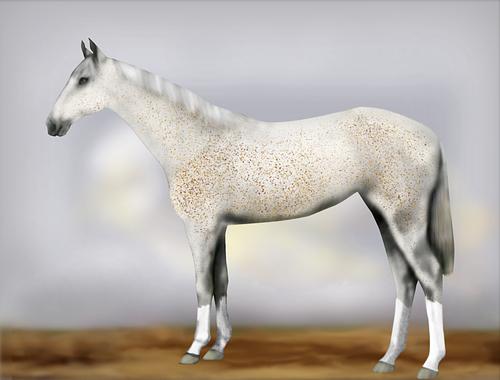 Horse Image