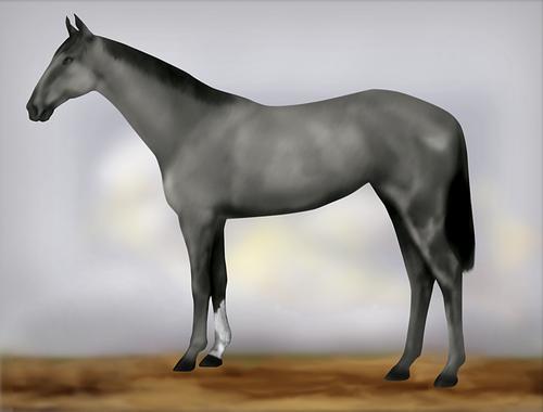 Horse Image
