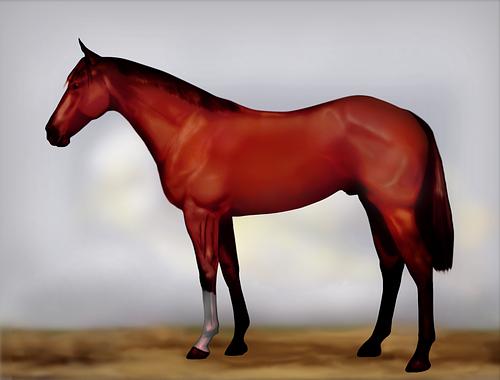 Horse Image