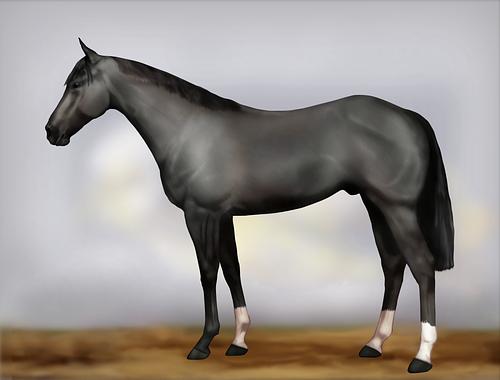 Horse Image