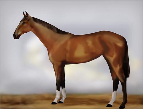 Horse Image