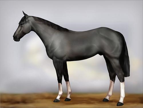 Horse Image