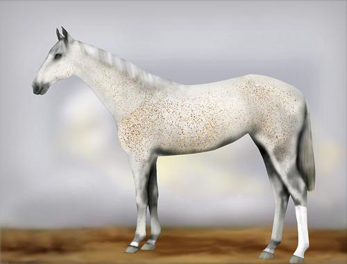 Horse Image