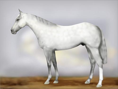 Horse Image