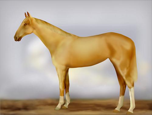 Horse Image