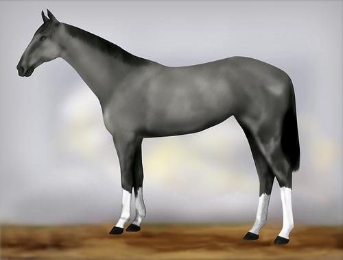 Horse Image