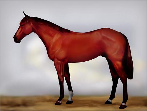 Horse Image