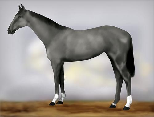Horse Image