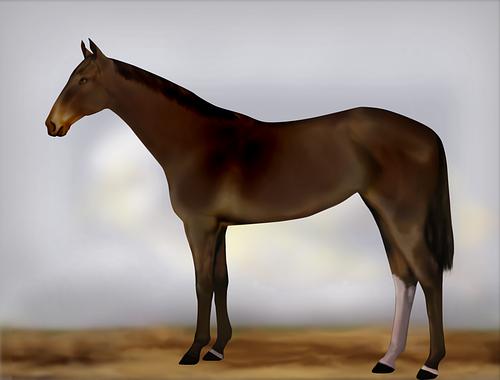 Horse Image