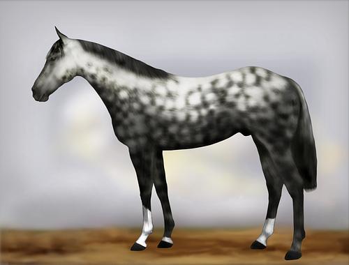 Horse Image