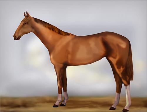 Horse Image