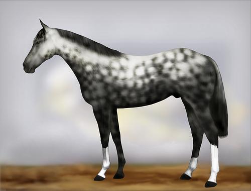 Horse Image
