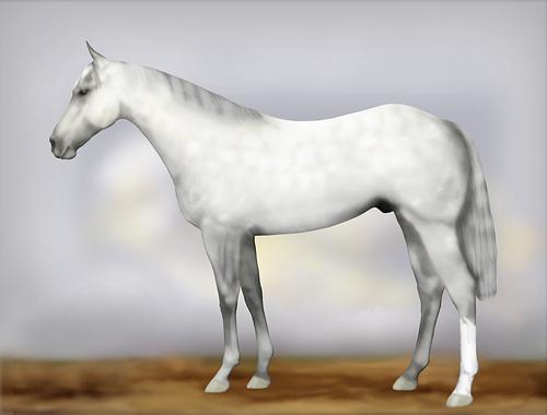 Horse Image