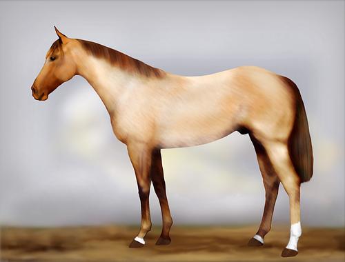 Horse Image