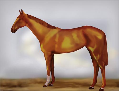 Horse Image