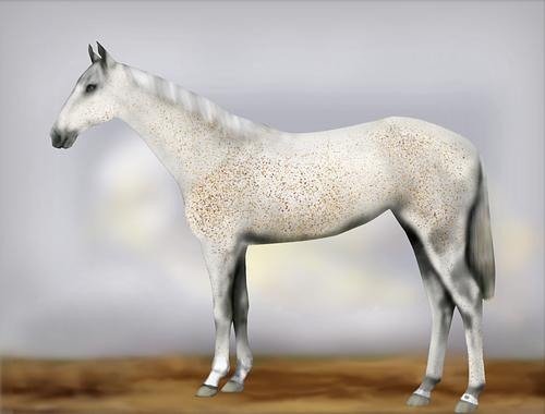 Horse Image