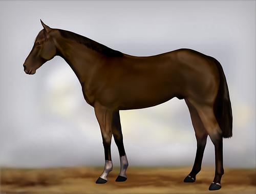 Horse Image