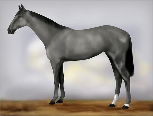 Horse Image