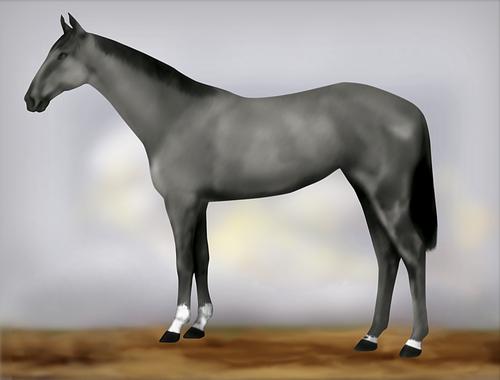 Horse Image