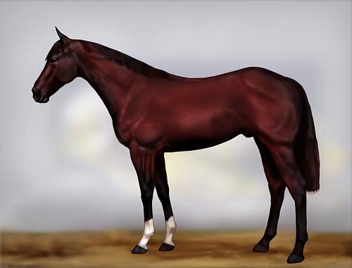 Horse Image