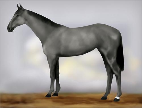 Horse Image
