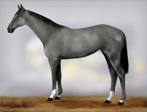 Horse Image