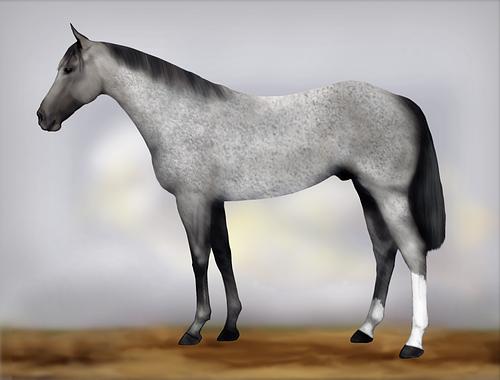 Horse Image