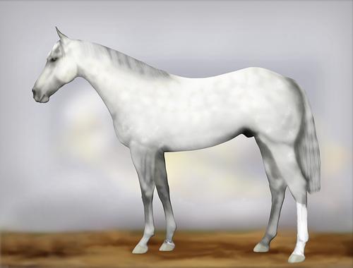 Horse Image