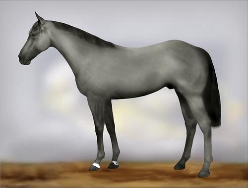 Horse Image