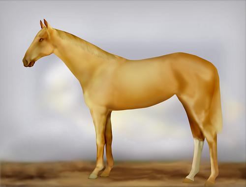Horse Image