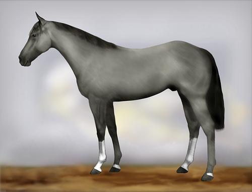 Horse Image