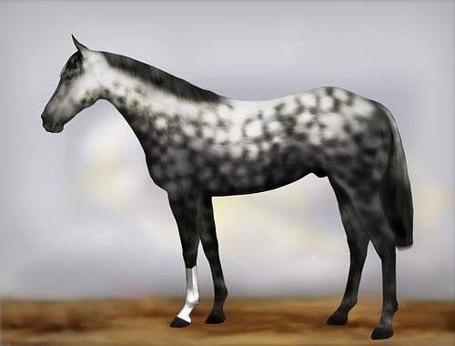 Horse Image