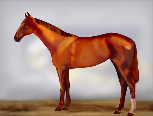 Horse Image