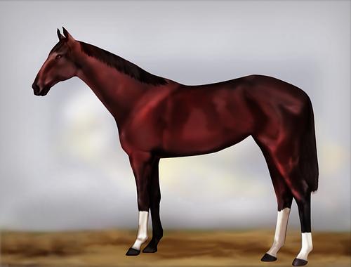 Horse Image