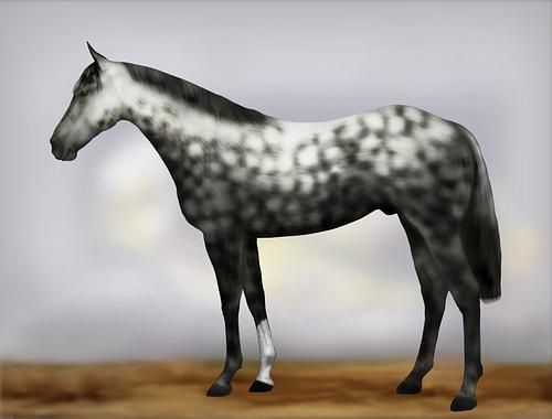 Horse Image