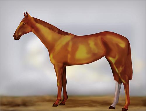 Horse Image