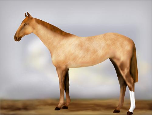 Horse Image