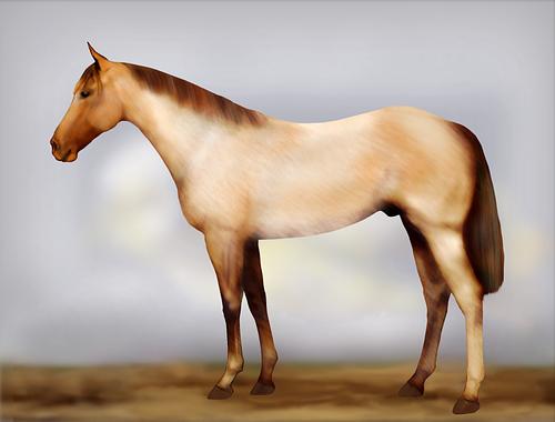 Horse Image
