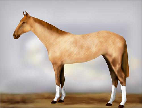 Horse Image