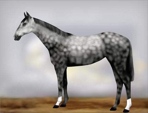 Horse Image