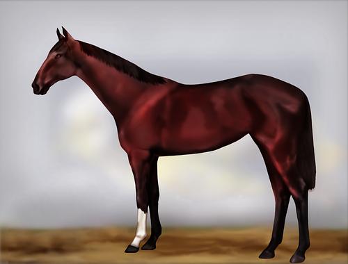 Horse Image