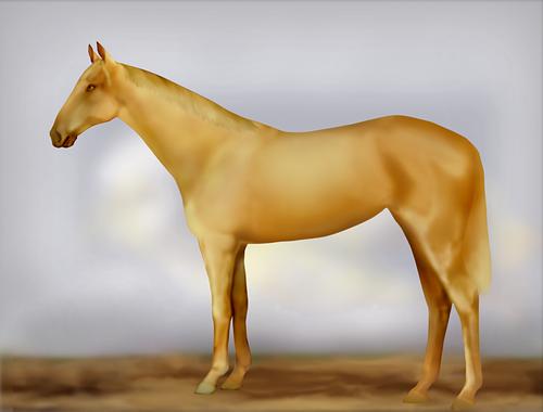 Horse Image