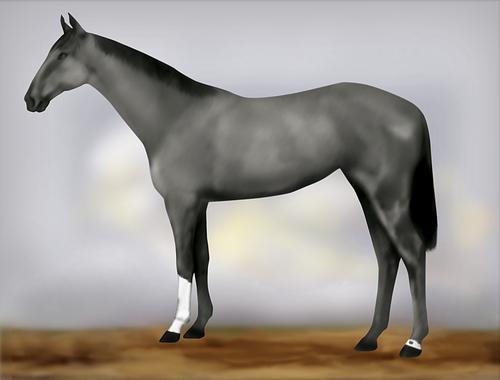 Horse Image