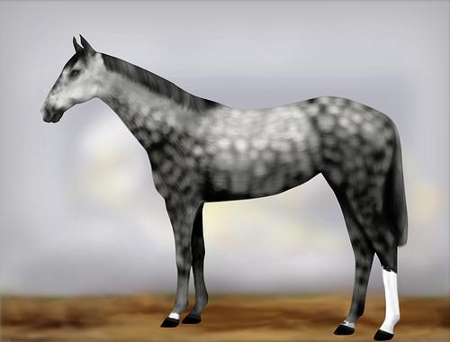 Horse Image