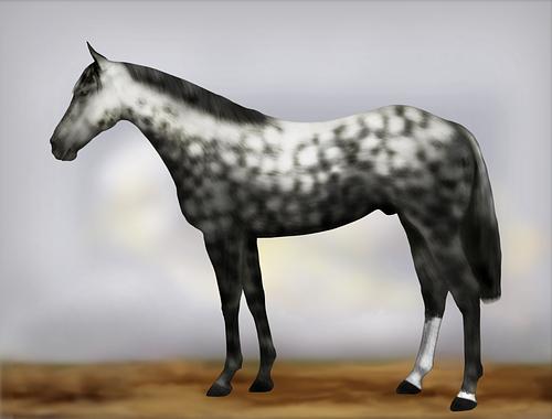 Horse Image