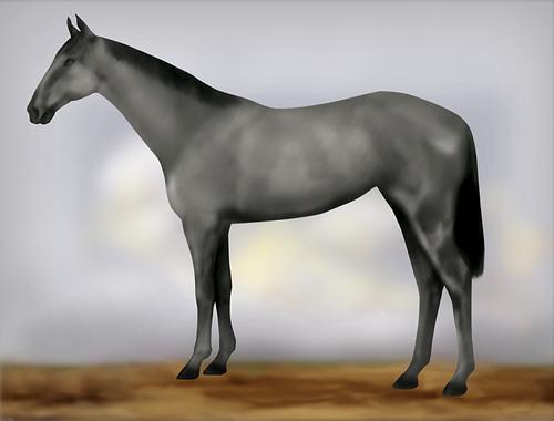 Horse Image